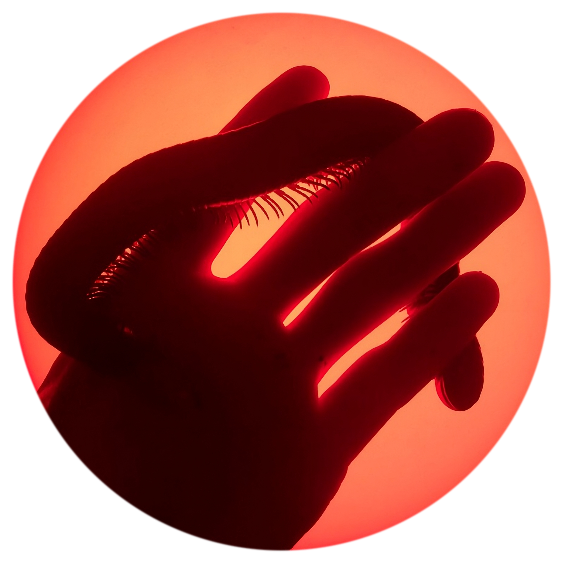 african giant black millipede named marimba in hand